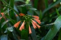 Green-tip forest lily Clivia nobilis, budding orange flowers